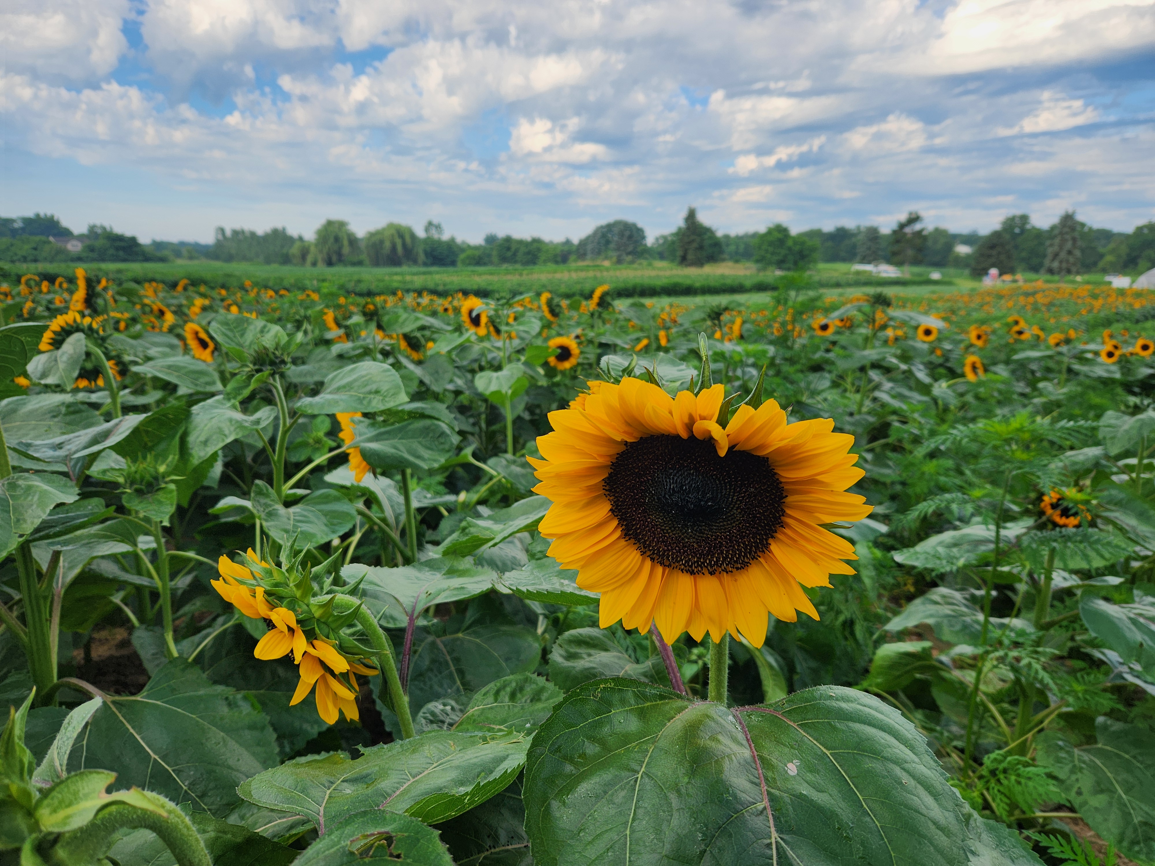 sunflower